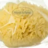 Hydréa London Grass Sea Sponge Caribbean