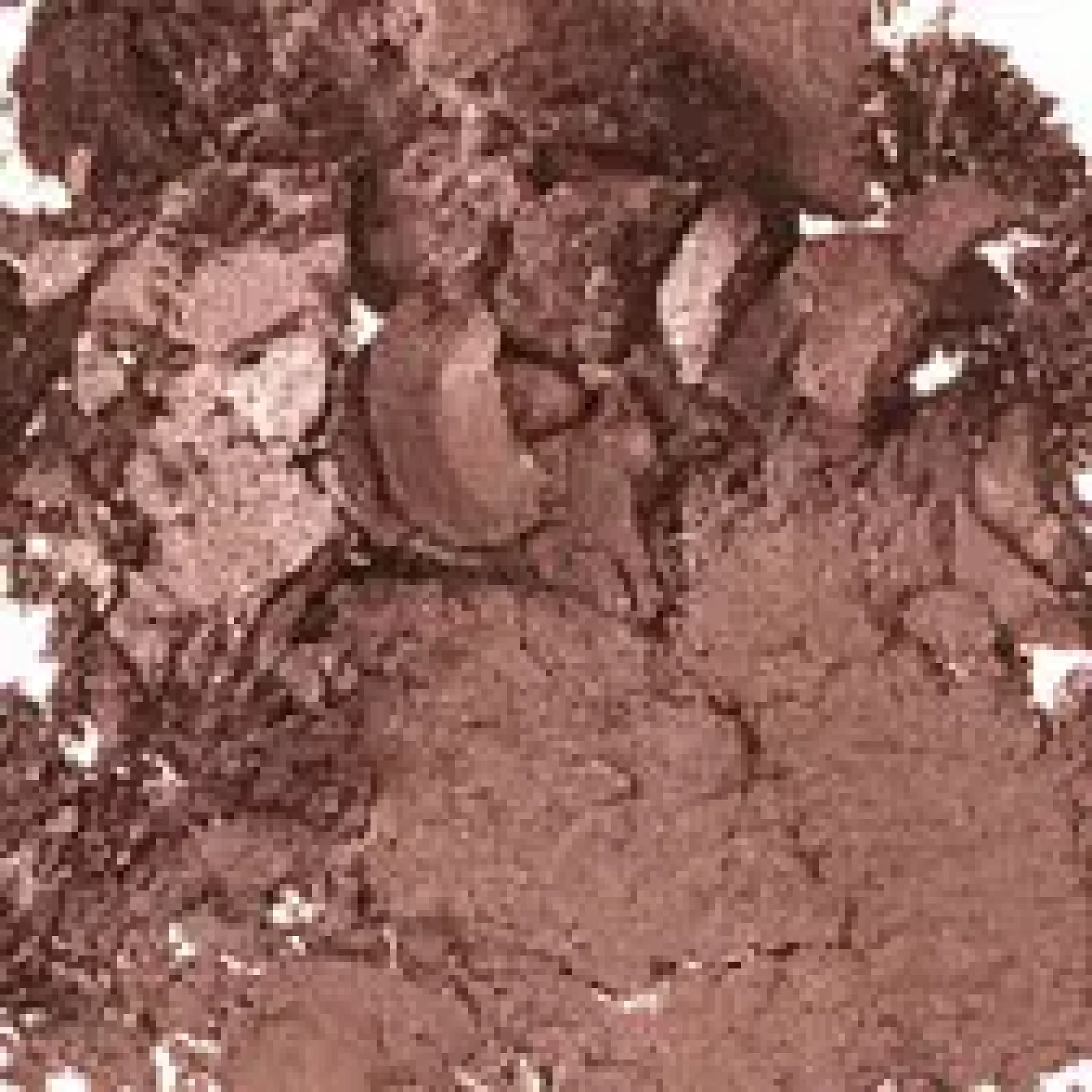 MAC Cosmetics Frost Single Eyeshadow Vex
